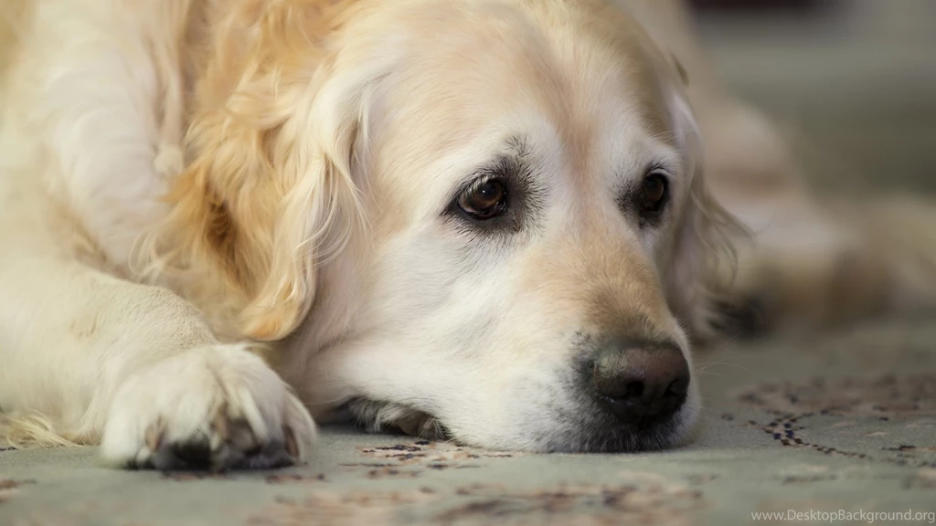 Cute Dog Wallpapers Download Wallpapers Resimkoy