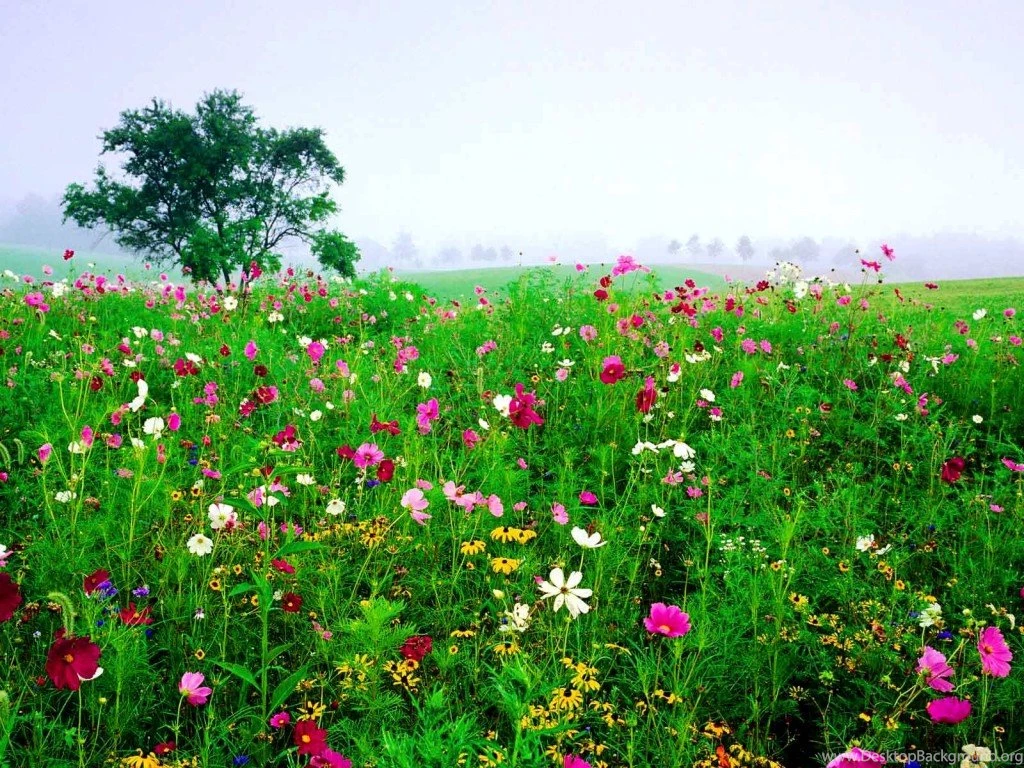 Free_desktop_backgrounds_nature_flowers 1.jpg