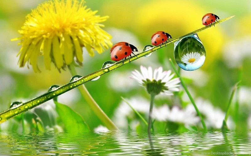 Dandelions Ladybugs Drops Nature Flowers Free Desktop Backgrounds ...