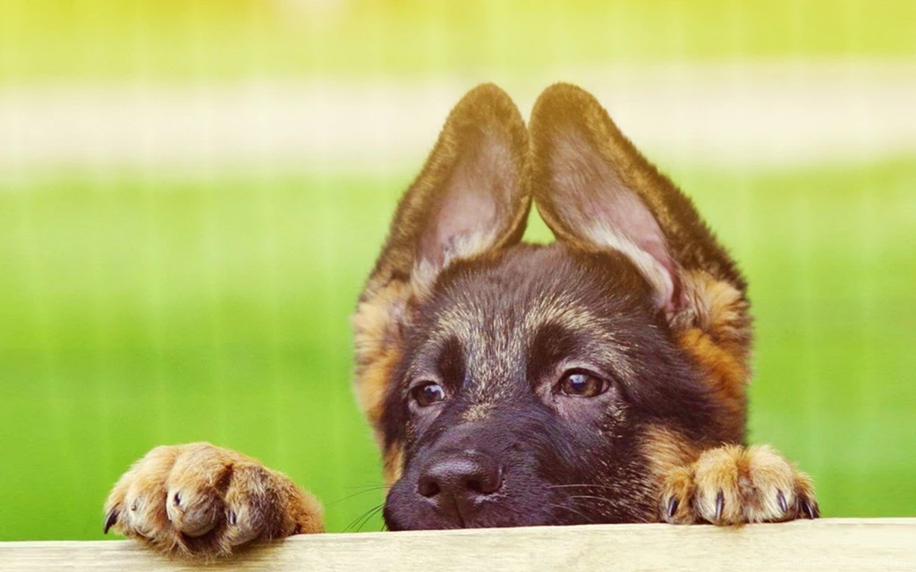 Jestingstock.com German Shepherd Puppy Wallpapers For Desktop