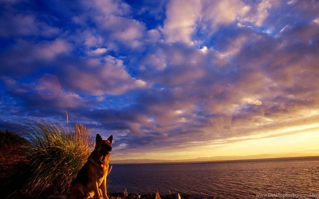 German Shepherd Computer Wallpapers, Desktop Backgrounds ...