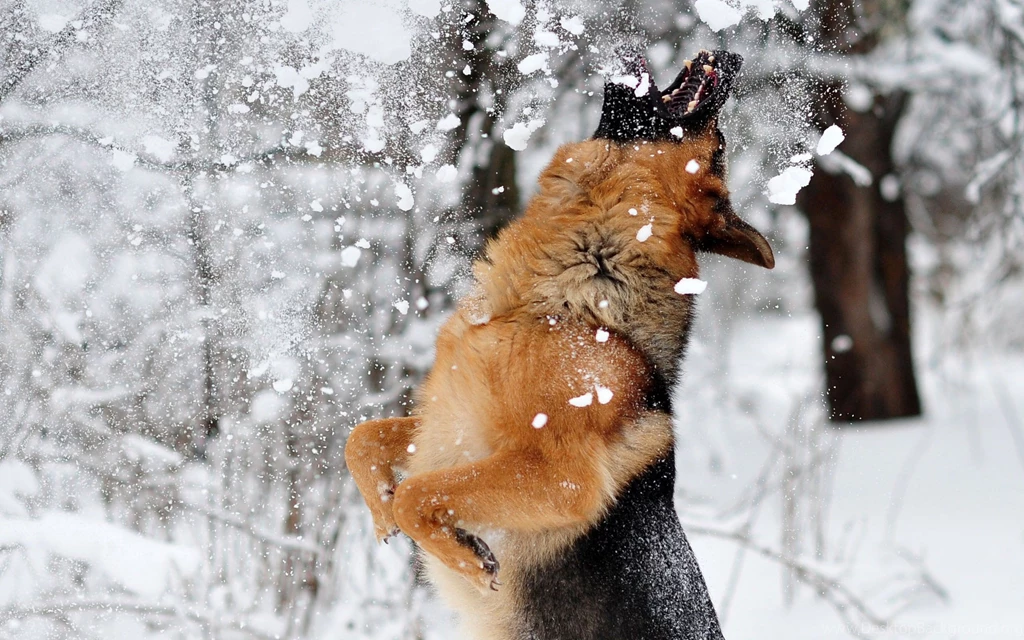 Dog German Shepherd HD Wallpapers