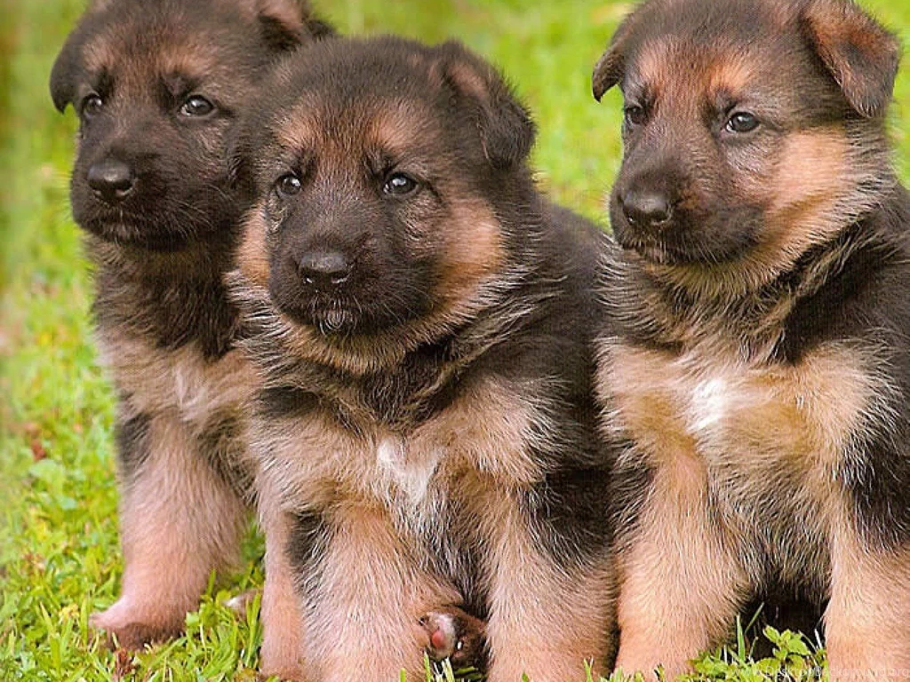 Jestingstock.com German Shepherd Puppy Wallpapers For Desktop