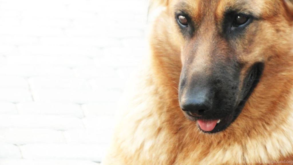 28 Wallpaper: German Shepherd Desktop Wallpapers 1737 :: German ...