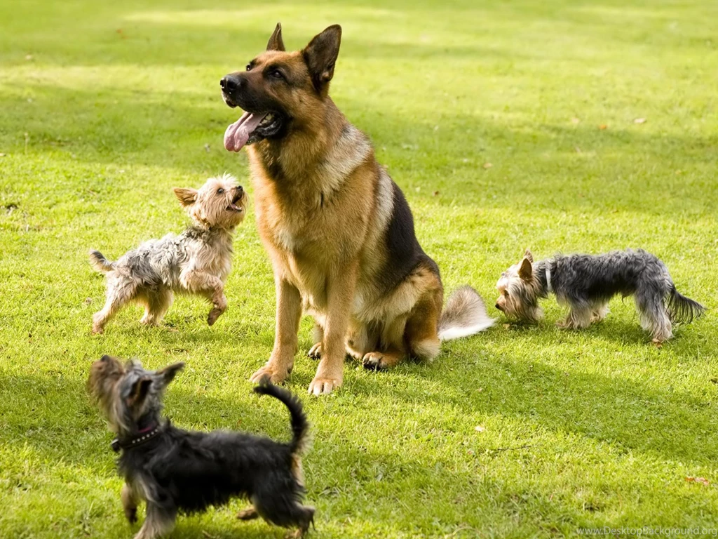 Desktop Wallpapers · Gallery · Animals · German Shepherd Training ...