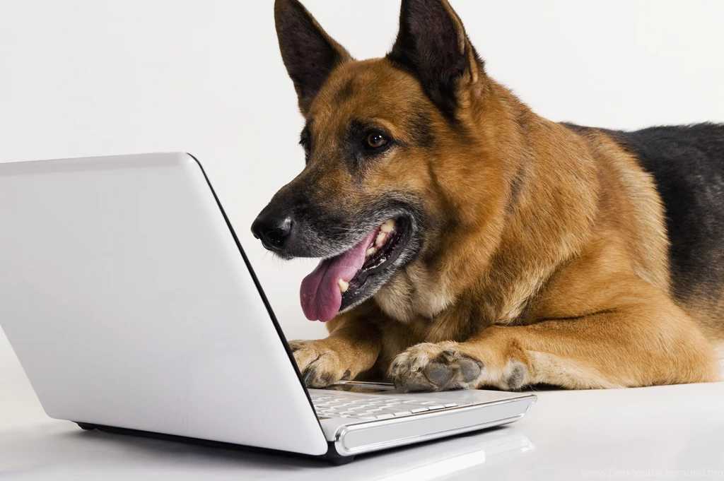 Jestingstock.com Black German Shepherd Wallpapers Hd