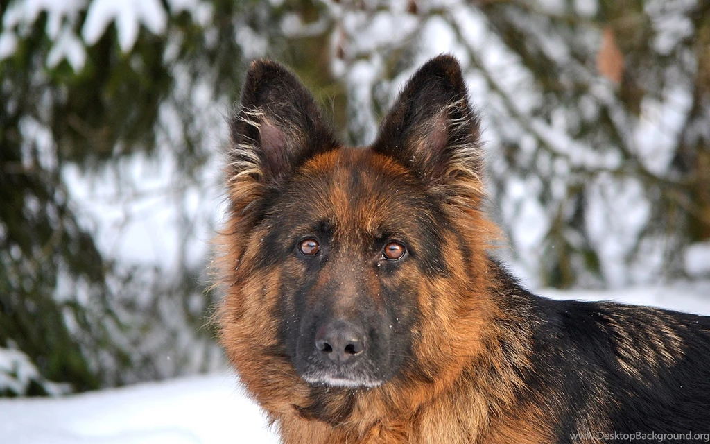 German Shepherd Computer Wallpapers, Desktop Backgrounds ...