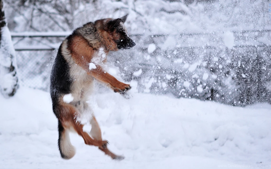 German Shepherd Photo Wallpapers, Pictures Of German Shepherd Dogs