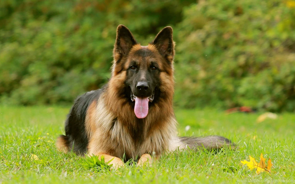German Shepherd Computer Wallpapers, Desktop Backgrounds ...