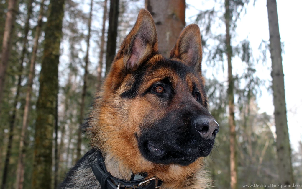 German Shepherd Computer Wallpapers, Desktop Backgrounds ...