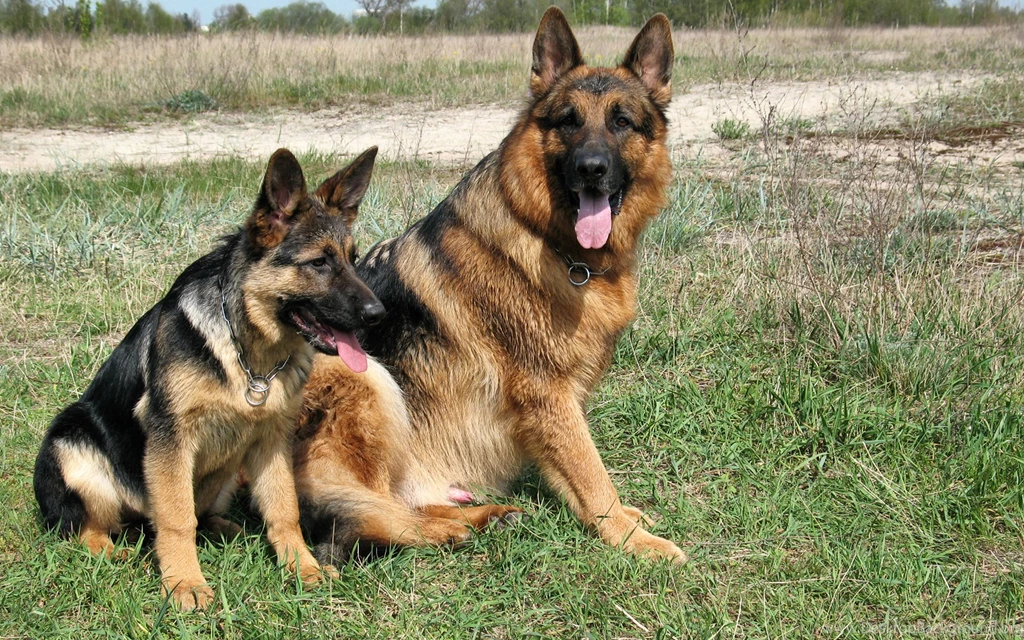 German Shepherd Father And Son Desktop Backgrounds HD 1920x1200 ...
