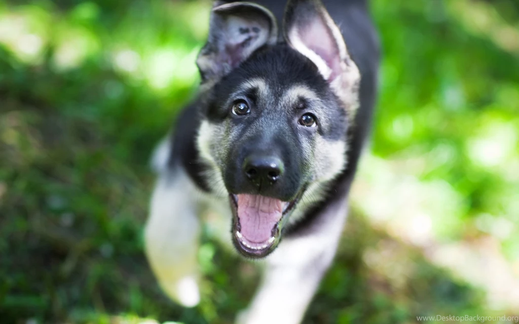 Adorable German Shepherd Wallpaper, High Definition, High ...