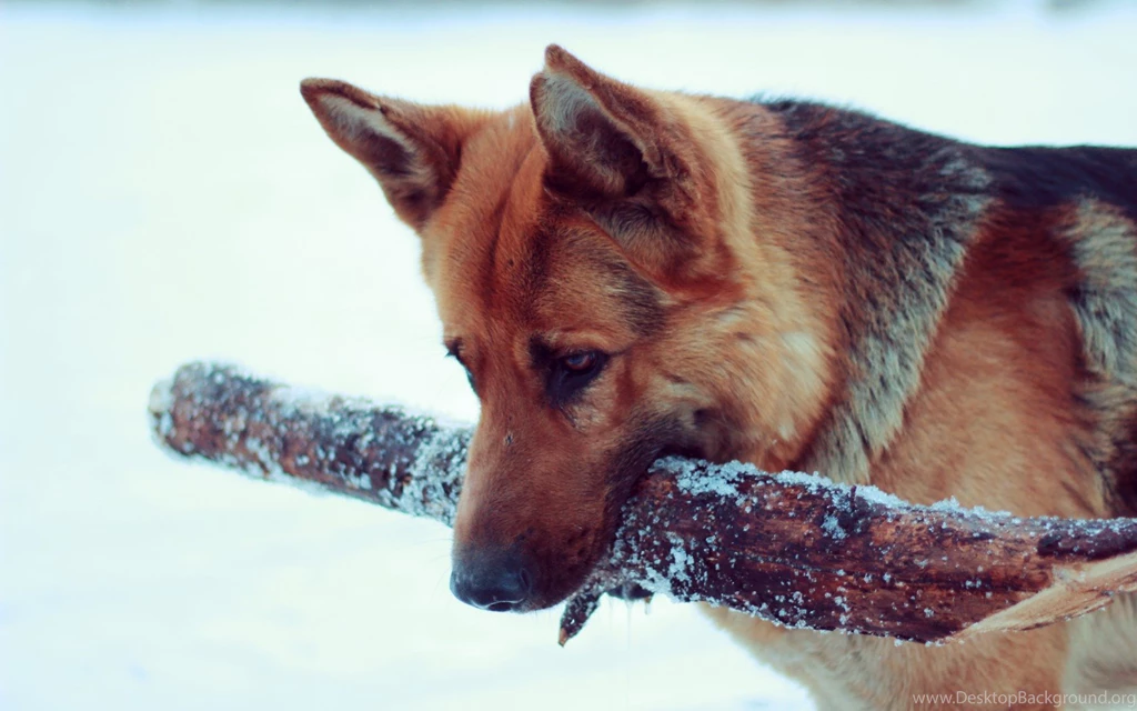German Shepherd Computer Wallpapers, Desktop Backgrounds ...