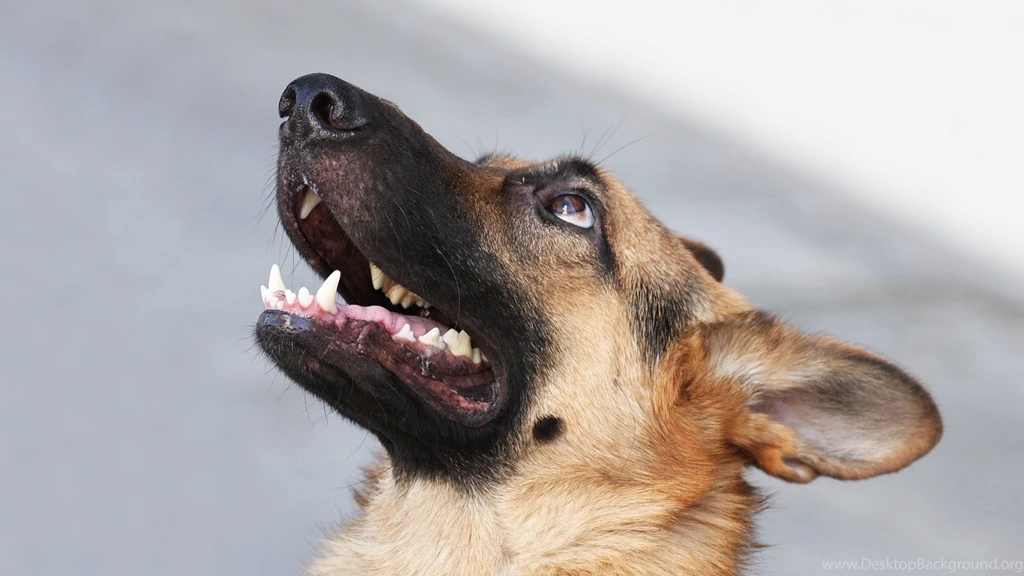 4K Ultra HD German Shepherd Wallpapers HD, Desktop Backgrounds ...