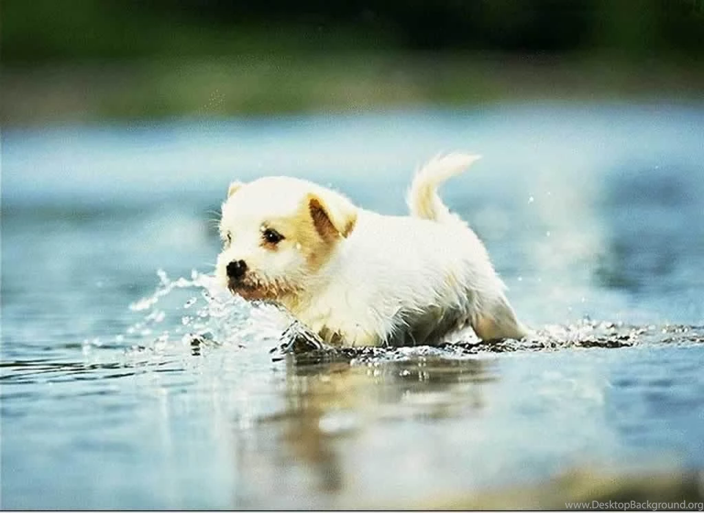 Cute Dogs And Puppies Wallpapers Wallpapers Cave