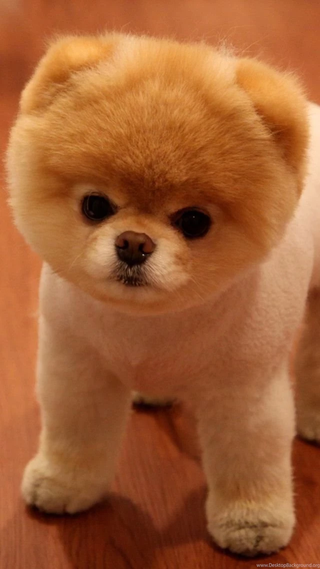 Cute Pomeranian Dog