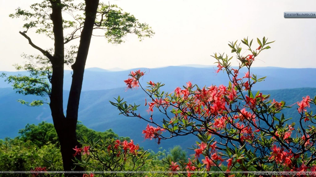 Blue Ridge Mountains North Carolina Wallpapers