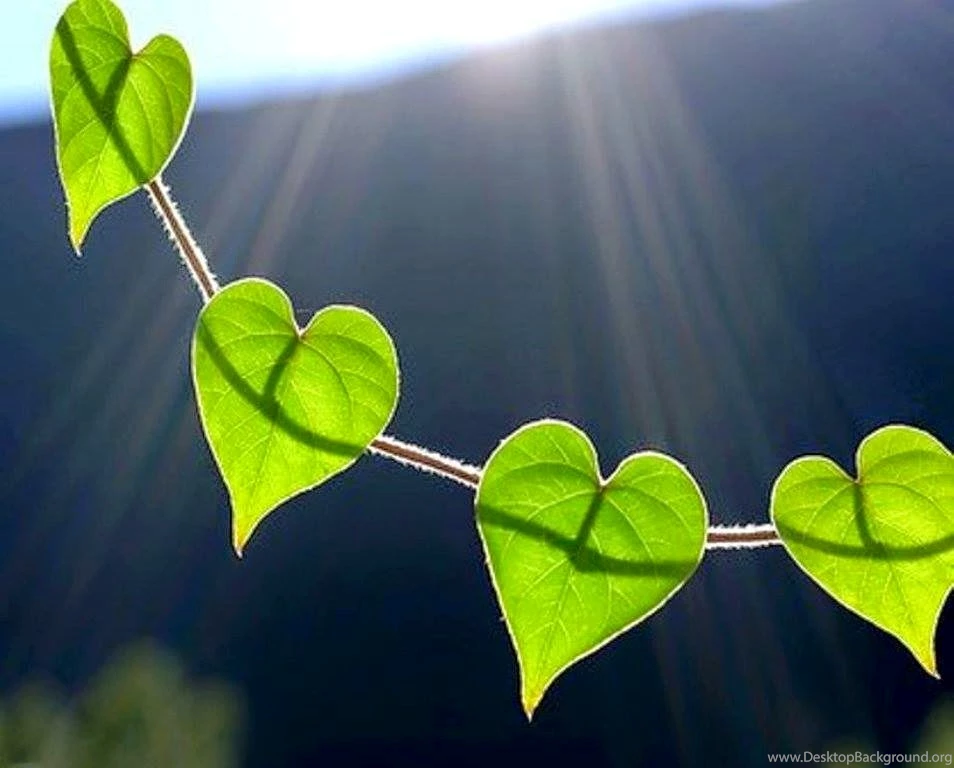 Nature Hearts Wallpapers Free Download