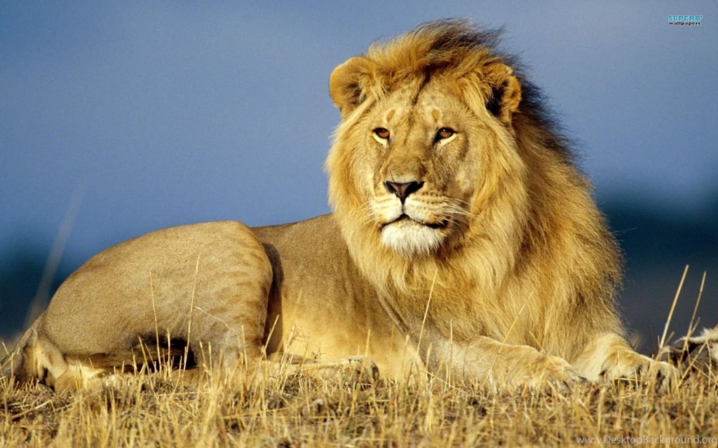 Other: King Jungle Animal Lion Africa Wildlife African Wallpapers ...