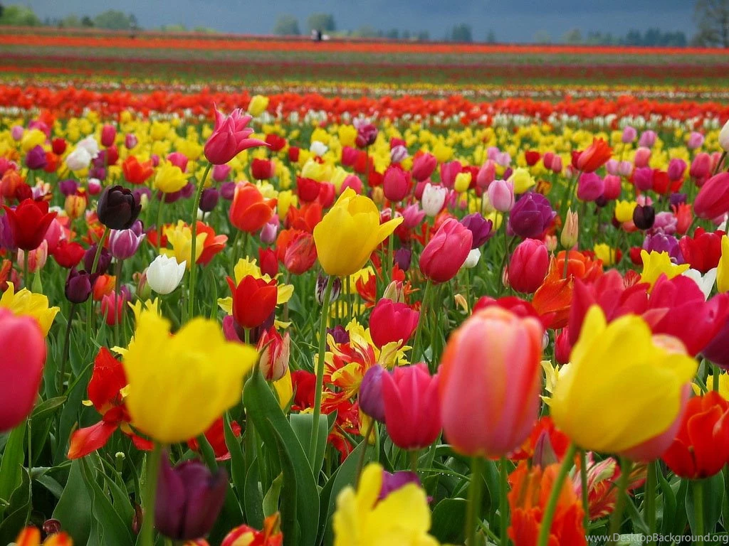 10 Flower Wallpaper Images