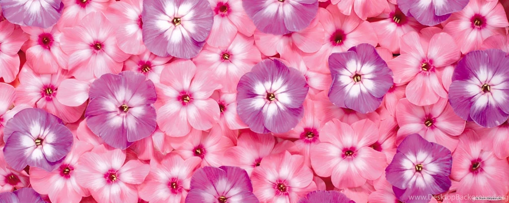 Flower Wallpaper Images