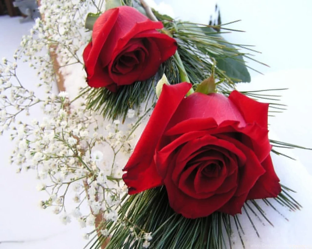 Free Roses Images Desktop Backgrounds