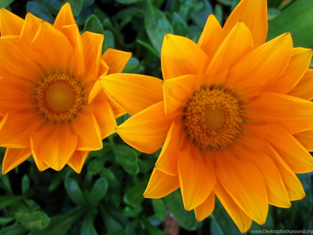 Gazania Flower Wallpaper Images Of Flowers Images Flower Pictures ...