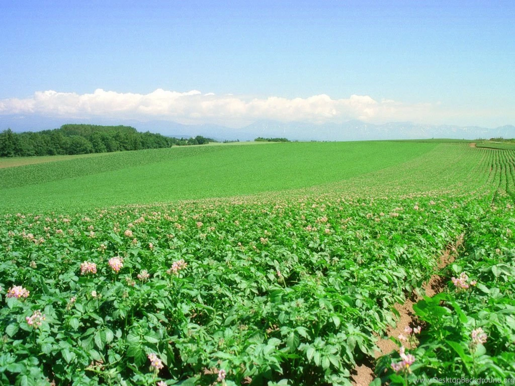 Yun Free Desktop Wallpapers : No. 648 Perpetual Potato Field [Japan ...