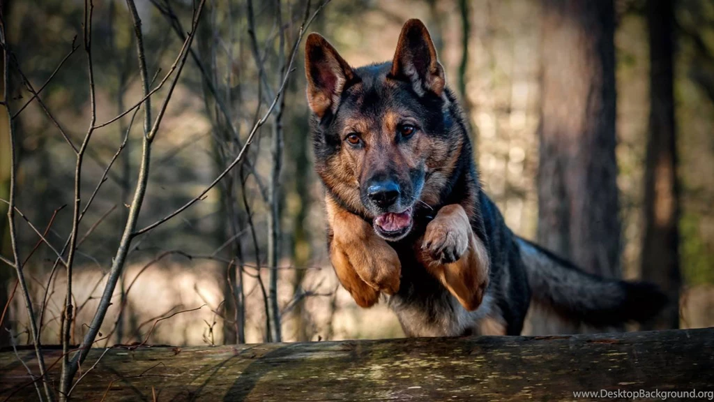 Jestingstock.com German Shepherd Police Dog Wallpapers
