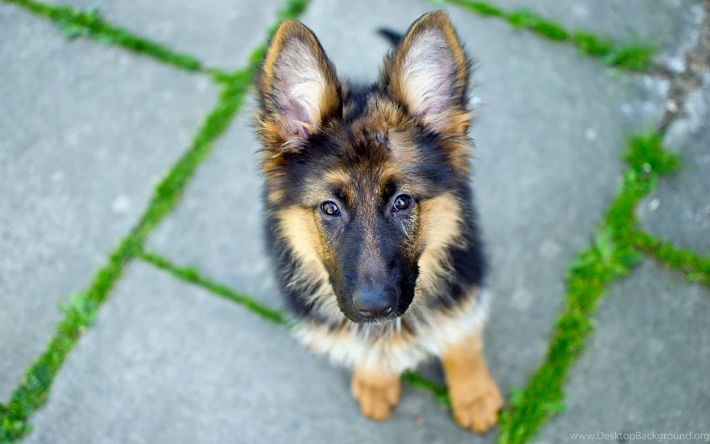 German Shepherd Wallpapers, Images, Photos, Pictures & Pics