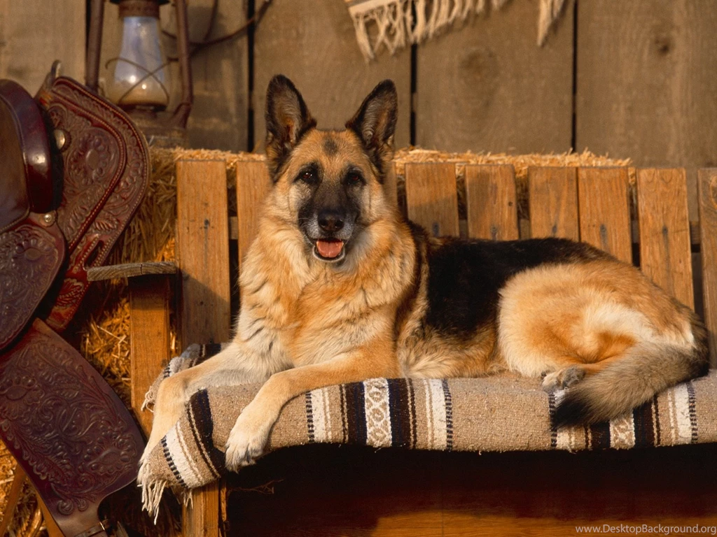 German Shepherd Wallpapers HD Download