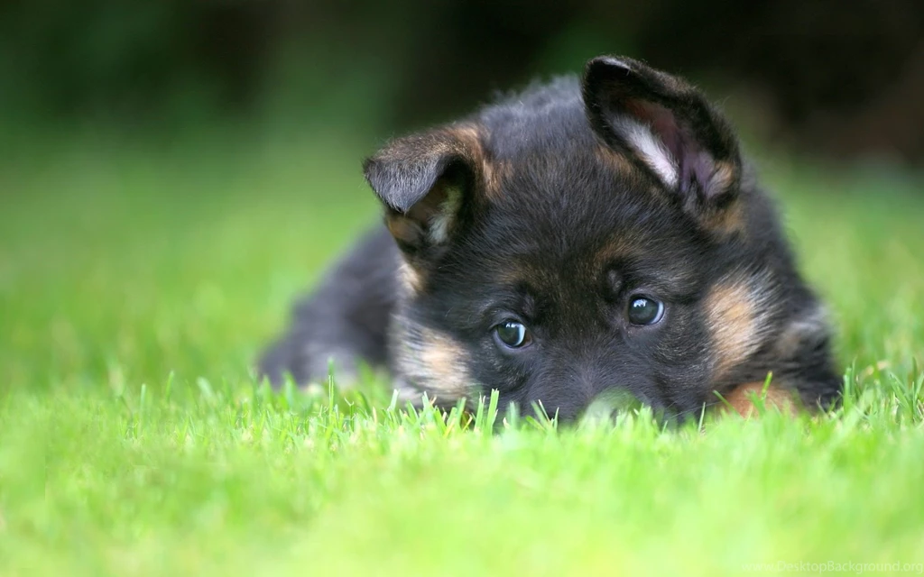 German Shepherd Puppy Desktop Wallpapers   HD Wallpapers ...