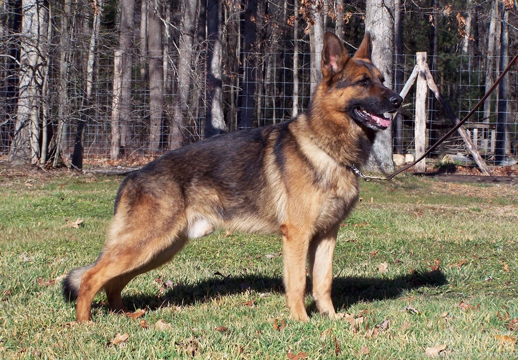German Shepherd Computer Wallpapers, Desktop Backgrounds ...