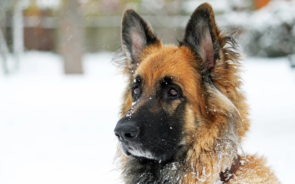 German Shepherd Computer Wallpapers, Desktop Backgrounds ...