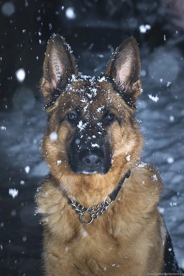 Snow german shepherd wallpaper.jpg