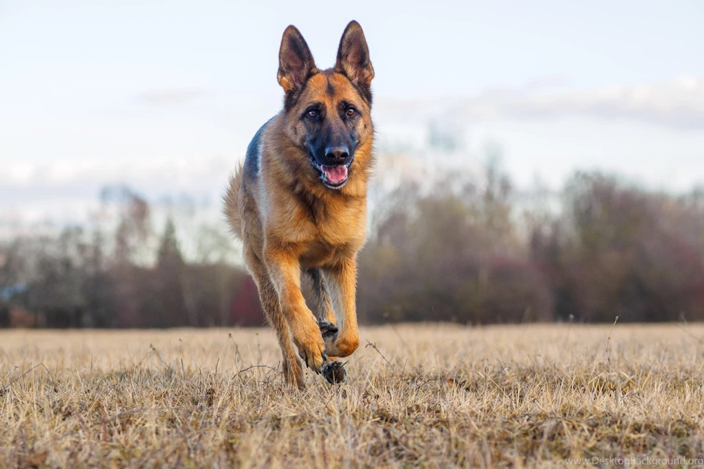 German Shepherd Wallpapers For Desktop