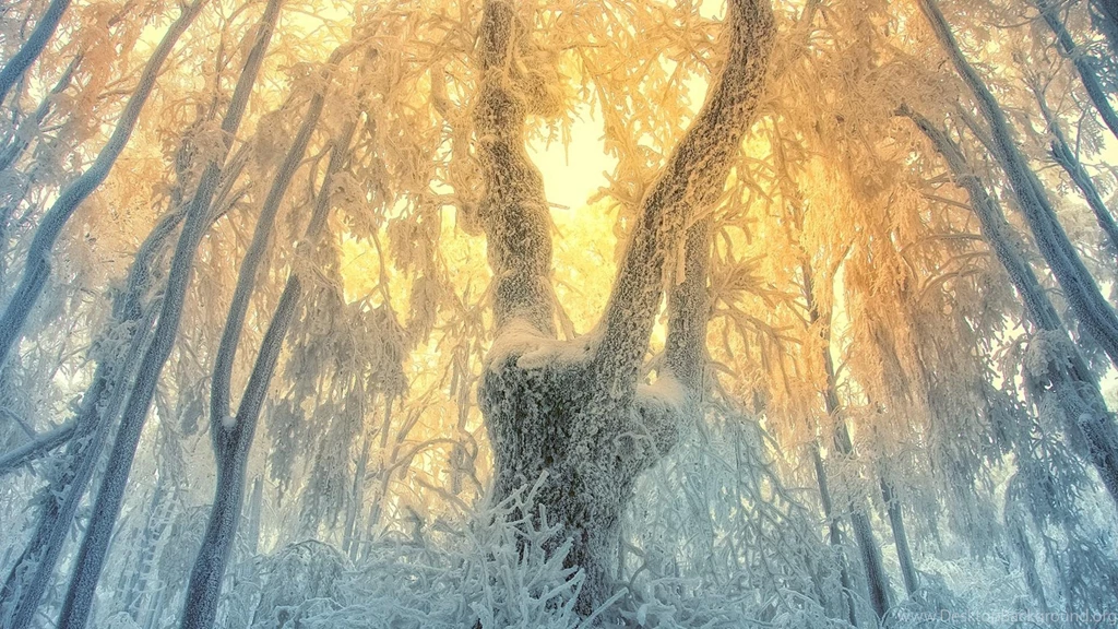 Mythical Forest In Winter (