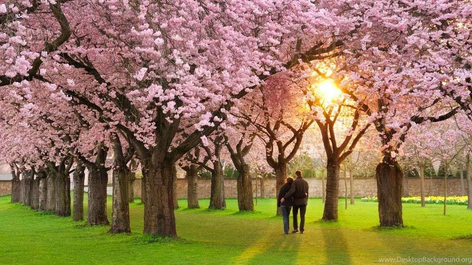 Nice And New Love Images Image Wallpapers