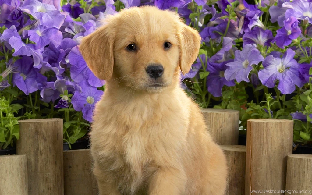 Cute Puppy