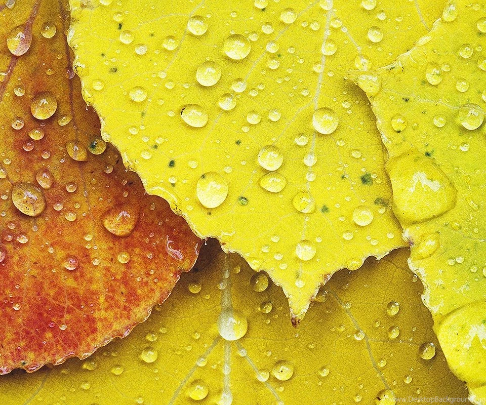 Download LG Optimus 2X Stock Wallpapers