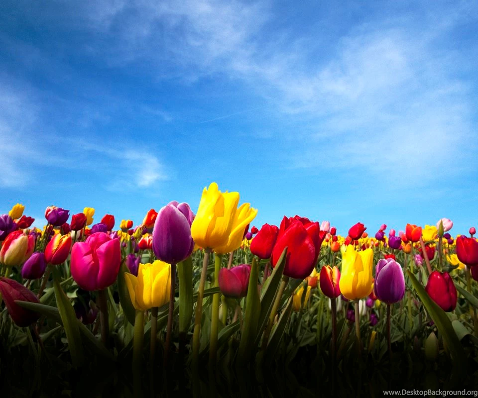 Download LG Optimus 2X Stock Wallpapers