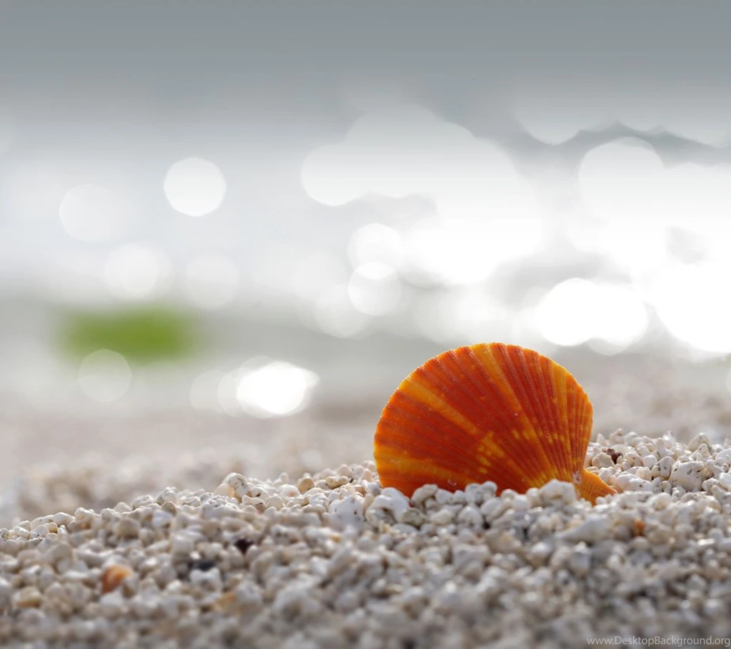 I Need LG Optimus L9 Shell Wallpapers