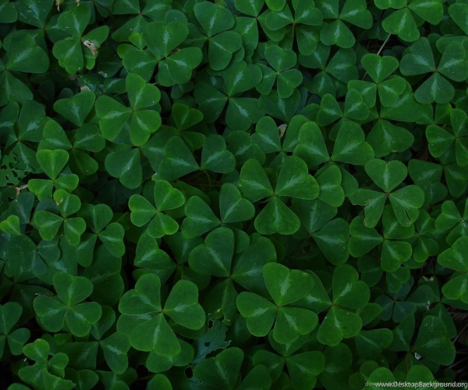 Download Clover Wallpapers For LG Optimus