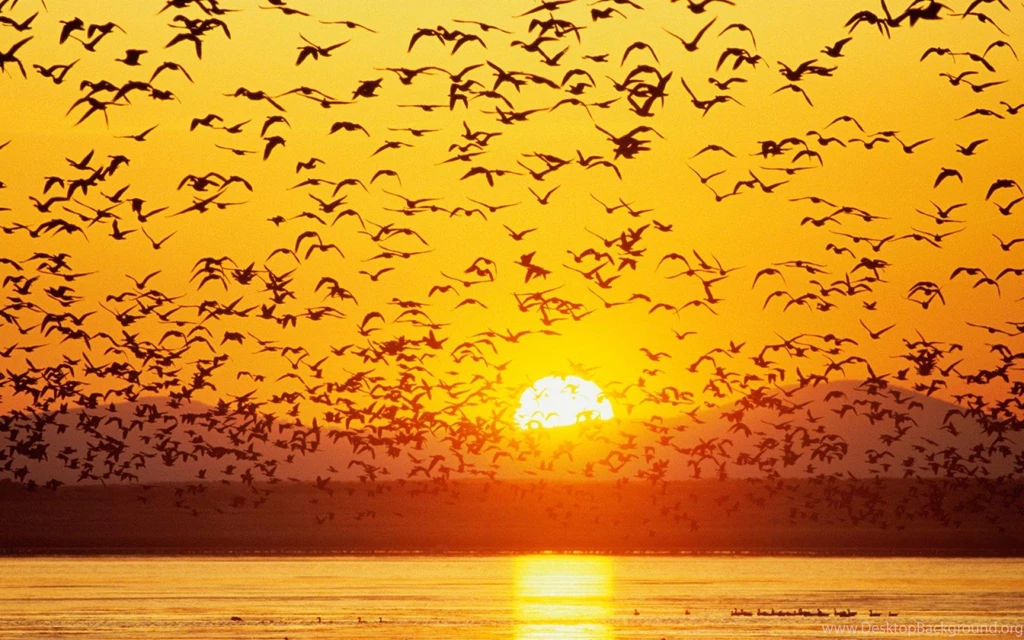 Geese Wallpapers Wallpapers Cave