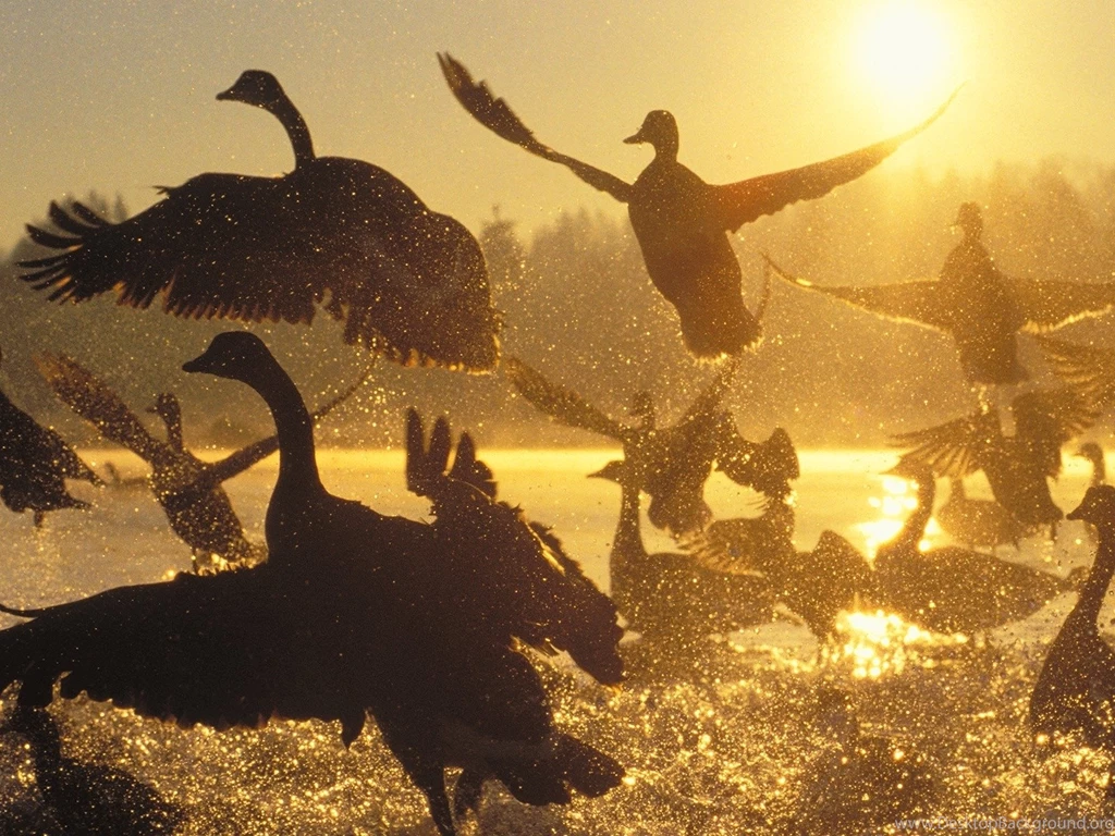 Water Sunrise Silhouette Canada Geese Birds Canadian Geese ...