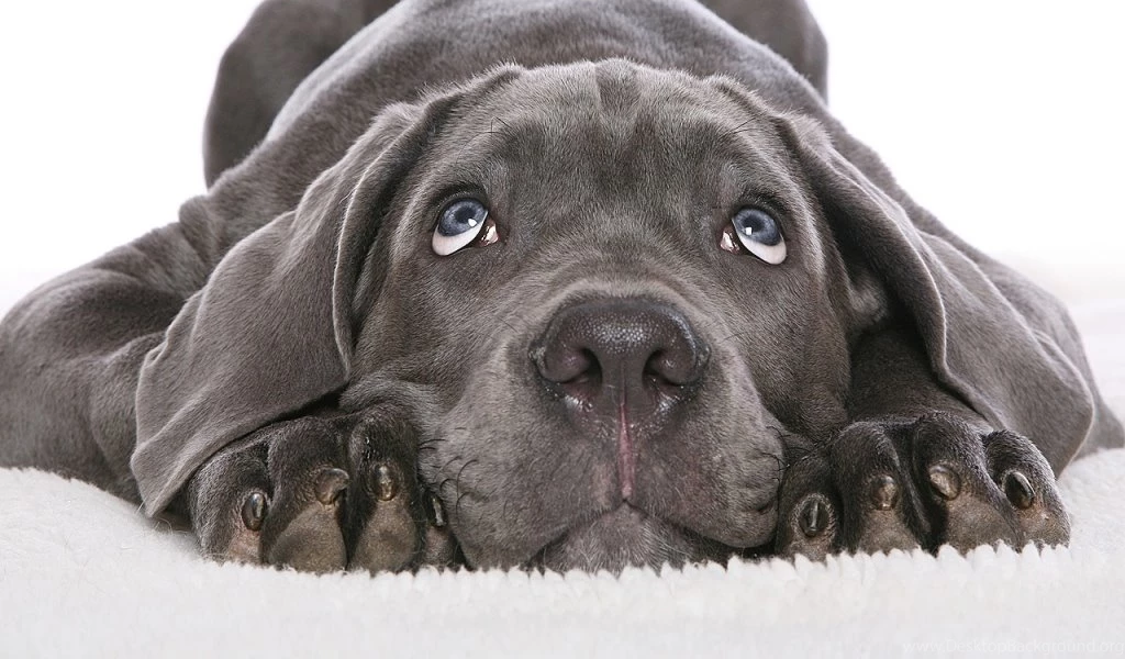 Download Wallpapers 1024x600 Dog, Black, White, Face, Cute Netbook ...