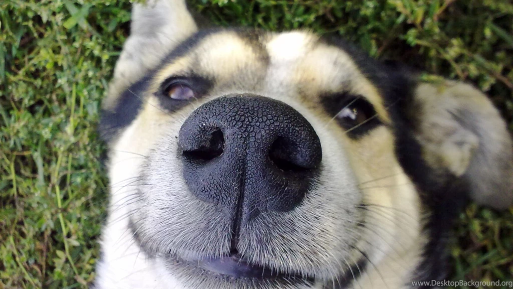 Download Wallpapers 1920x1080 Dog, Nose, Face, Cute Full HD 1080p ...