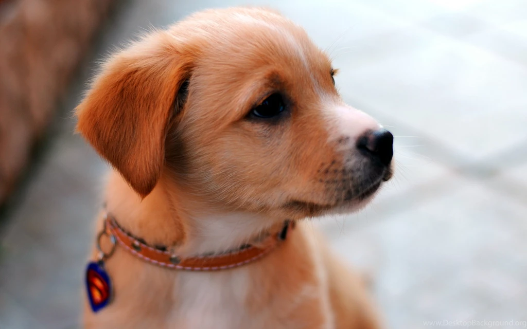 1000+ Most Beautiful Dog Photos, Best Images, Good Pictures Of ...