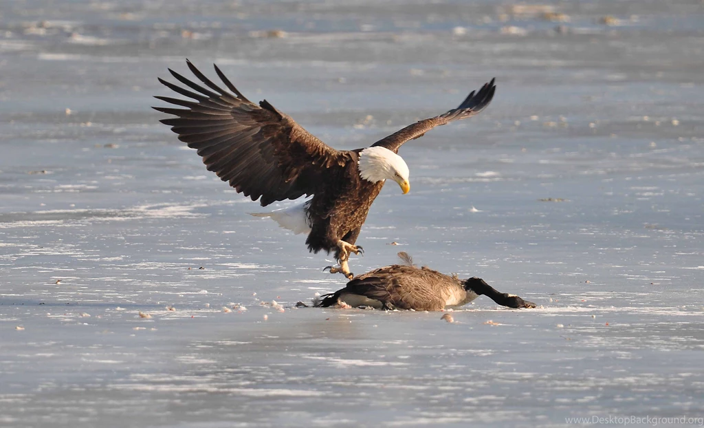 Eagle Predator Bird Geese Goose F Wallpapers