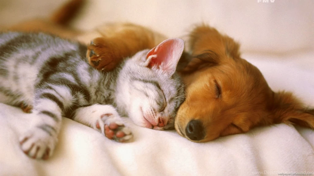 Animals Zoo Park: Cute Cat With Cute Dog Wallpapers 4